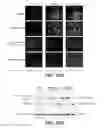 Fig. 31 - Anti-FGFR3 antibodies and methods using same