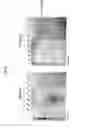 Fig. 03 - BAG3 receptor binding molecules for use as a medicament