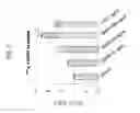 Fig. 08 - BAG3 receptor binding molecules for use as a medicament
