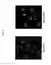 Fig. 09 - BAG3 receptor binding molecules for use as a medicament
