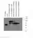 Fig. 09 - Molecules that bind CD180, compositions and methods of use