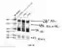 Fig. 20 - Pharmaceutical compositions containing sc(Fv)2