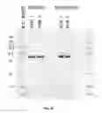 Fig. 28 - Pharmaceutical compositions containing sc(Fv)2