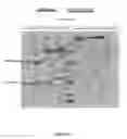 Fig. 23 - Method of treating cancer with an EGFR targeted immunomodulatory fusion protein