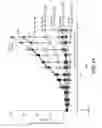 Fig. 34 - IMMUNO-PET IMAGING OF ANTIBODIES AND IMMUNOCONJUGATES AND USES THEREFOR