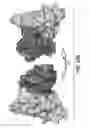 Fig. 37 - IMMUNO-PET IMAGING OF ANTIBODIES AND IMMUNOCONJUGATES AND USES THEREFOR
