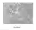 Fig. 10 - Antibodies to MUC16 and methods of use thereof