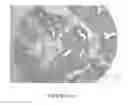 Fig. 12 - Antibodies to MUC16 and methods of use thereof