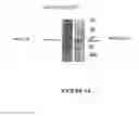 Fig. 16 - Antibodies to MUC16 and methods of use thereof