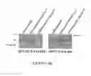 Fig. 17 - Antibodies to MUC16 and methods of use thereof
