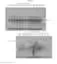 Fig. 62 - Antibodies to MUC16 and methods of use thereof