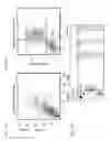 Fig. 11 - Method of treating myocardial infarction by administering a bi-specific fusion protein