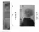 Fig. 06 - Polyurethane biofoams derived from natural products and methods of making and using thereof