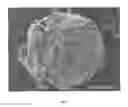 Fig. 02 - Microparticles having a multimodal pore distribution