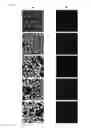 Fig. 13 - CYANINE COMPOUNDS