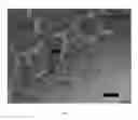 Fig. 07 - Engineered lumenized vascular networks and support matrix