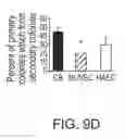 Fig. 23 - Isolation, expansion and use of clonogenic endothelial progenitor cells