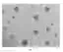 Fig. 04 - Hepatic cell lines and stem-like cells, methods of making and using the same