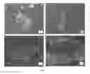 Fig. 06 - Hepatic cell lines and stem-like cells, methods of making and using the same