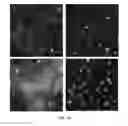 Fig. 12 - Hepatic cell lines and stem-like cells, methods of making and using the same