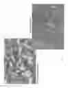 Fig. 02 - DIFFERENTIATED CELLULAR COMPOSITIONS AND METHODS FOR THEIR PREPARATION AND USE