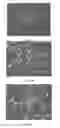 Fig. 05 - TRANSDUCIBLE MATERIALS FOR CELL REPROGRAMMING