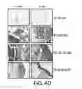 Fig. 14 - TISSUE ENGINEERED MODELS OF CANCERS