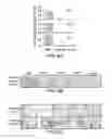 Fig. 15 - TISSUE ENGINEERED MODELS OF CANCERS