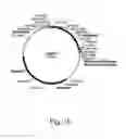 Fig. 18 - Polypeptides Having Lipase Activity and Polynucleotides Encoding Same