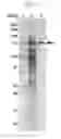 Fig. 06 - Thermostable β-xylosidase