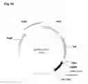 Fig. 13 - Bacterial hyaluronidase and process for its production