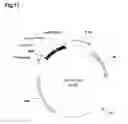 Fig. 14 - Bacterial hyaluronidase and process for its production