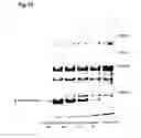 Fig. 20 - Bacterial hyaluronidase and process for its production