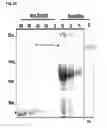 Fig. 27 - Bacterial hyaluronidase and process for its production