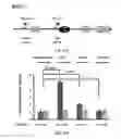 Fig. 41 - Methods and compositions using miR-3151 in the diagnosis and treatment of thyroid cancer