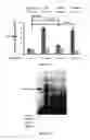 Fig. 42 - Methods and compositions using miR-3151 in the diagnosis and treatment of thyroid cancer