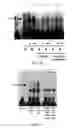 Fig. 46 - Methods and compositions using miR-3151 in the diagnosis and treatment of thyroid cancer