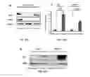 Fig. 53 - Methods and compositions using miR-3151 in the diagnosis and treatment of thyroid cancer