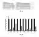 Fig. 60 - Methods and compositions using miR-3151 in the diagnosis and treatment of thyroid cancer