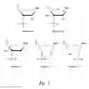 Fig. 02 - UNA single stranded oligomers for therapeutics