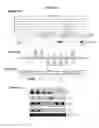 Fig. 09 - Phased small RNAs