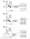 Fig. 02 - MODULATION OF EXON RECOGNITION IN PRE-MRNA BY INTERFERING WITH THE SECONDARY RNA STRUCTURE
