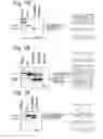Fig. 03 - MODULATION OF EXON RECOGNITION IN PRE-MRNA BY INTERFERING WITH THE SECONDARY RNA STRUCTURE