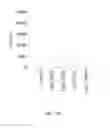 Fig. 05 - CpG-OLIGODEOXYNUCLEOTIDE, IMMUNOGENIC COMPOSITION COMPRISING THE SAME, AND METHODS FOR PREPARING THE COMPOSITION AND STIMULATING IMMUNE RESPONSE THEREBY