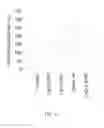 Fig. 06 - CpG-OLIGODEOXYNUCLEOTIDE, IMMUNOGENIC COMPOSITION COMPRISING THE SAME, AND METHODS FOR PREPARING THE COMPOSITION AND STIMULATING IMMUNE RESPONSE THEREBY