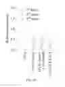 Fig. 09 - CpG-OLIGODEOXYNUCLEOTIDE, IMMUNOGENIC COMPOSITION COMPRISING THE SAME, AND METHODS FOR PREPARING THE COMPOSITION AND STIMULATING IMMUNE RESPONSE THEREBY
