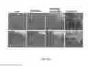 Fig. 10 - CpG-OLIGODEOXYNUCLEOTIDE, IMMUNOGENIC COMPOSITION COMPRISING THE SAME, AND METHODS FOR PREPARING THE COMPOSITION AND STIMULATING IMMUNE RESPONSE THEREBY
