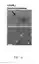 Fig. 11 - CpG-OLIGODEOXYNUCLEOTIDE, IMMUNOGENIC COMPOSITION COMPRISING THE SAME, AND METHODS FOR PREPARING THE COMPOSITION AND STIMULATING IMMUNE RESPONSE THEREBY