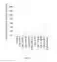 Fig. 12 - CpG-OLIGODEOXYNUCLEOTIDE, IMMUNOGENIC COMPOSITION COMPRISING THE SAME, AND METHODS FOR PREPARING THE COMPOSITION AND STIMULATING IMMUNE RESPONSE THEREBY