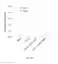 Fig. 18 - CpG-OLIGODEOXYNUCLEOTIDE, IMMUNOGENIC COMPOSITION COMPRISING THE SAME, AND METHODS FOR PREPARING THE COMPOSITION AND STIMULATING IMMUNE RESPONSE THEREBY